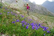41 Campanula di Scheuchzer (Campanula Scheuchzeri) 